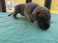 Dark blue,  blue fawn FULL AKC, a male Great Dane for sale in Jackson, SC – Photo 5 of 8