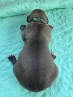 Dark Green Fawn Boy, a male Great Dane for sale in Jackson, SC – Photo 2 of 5