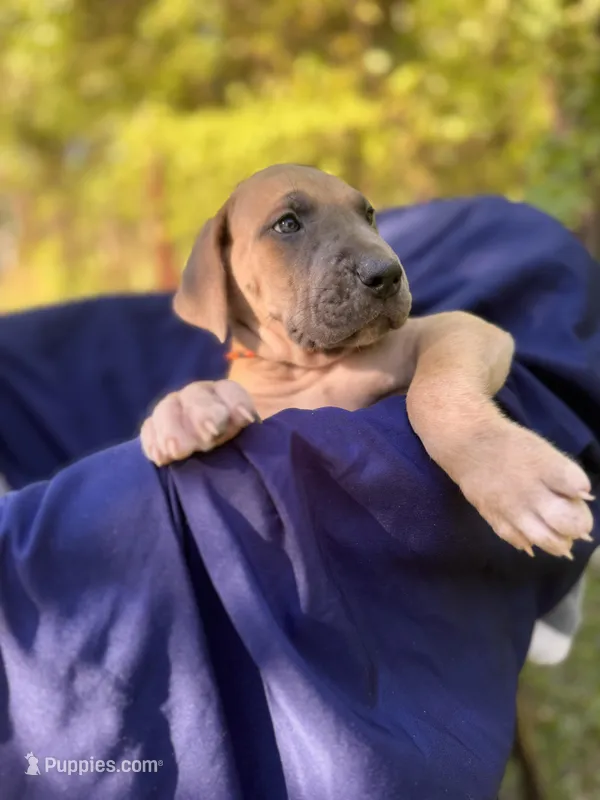 Black/Orange Full AKC – Great Dane puppy for sale in Jackson, SC