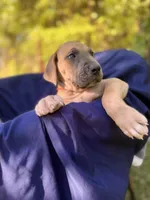 BLUE FAWN Full AKC, a male Great Dane for sale in Jackson, SC – Photo 1 of 10