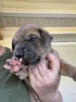 Dark blue,  blue fawn FULL AKC, a male Great Dane for sale in Jackson, SC – Photo 3 of 8