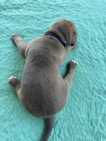 Dark blue,  blue fawn FULL AKC, a male Great Dane for sale in Jackson, SC – Photo 6 of 8