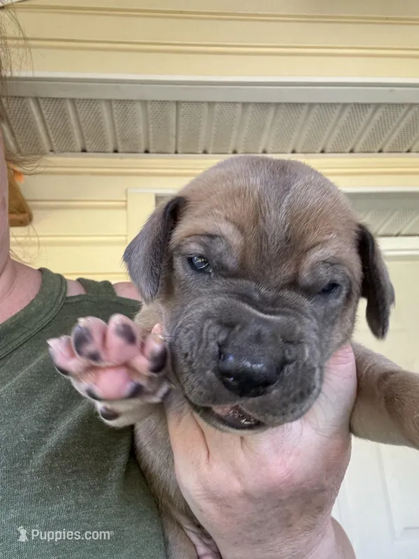 Dark blue,  blue fawn – Great Dane puppy for sale in Jackson, SC