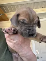 Dark blue,  blue fawn FULL AKC, a male Great Dane for sale in Jackson, SC – Photo 2 of 8