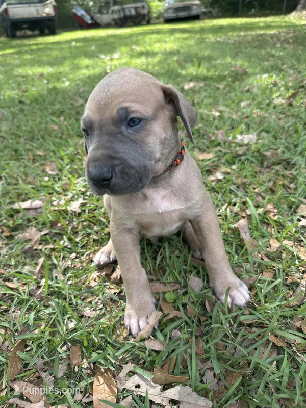 Black/Orange Full AKC – Great Dane puppy for sale in Jackson, SC