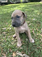 BLUE FAWN Full AKC, a male Great Dane for sale in Jackson, SC – Photo 5 of 10