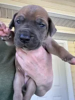 Black/Orange Full AKC, a male Great Dane for sale in Jackson, SC – Photo 3 of 7