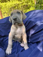 BLUE FAWN Full AKC, a male Great Dane for sale in Jackson, SC – Photo 3 of 10