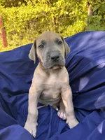 BLUE FAWN Full AKC, a male Great Dane for sale in Jackson, SC – Photo 4 of 10