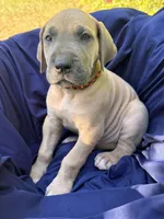BLUE FAWN Full AKC, a male Great Dane for sale in Jackson, SC – Photo 2 of 10