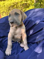 BLUE FAWN Full AKC, a male Great Dane for sale in Jackson, SC – Photo 6 of 10