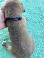 Dark blue,  blue fawn FULL AKC, a male Great Dane for sale in Jackson, SC – Photo 4 of 8