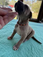 Black/Orange Full AKC, a male Great Dane for sale in Jackson, SC – Photo 4 of 7