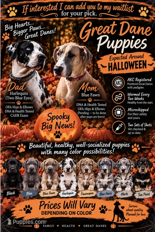 Great Danes Due around November 1st – Great Dane puppy for sale in Jackson, SC