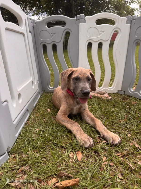 BLUE BRINDLE Full AKC – Great Dane puppy for sale in Jackson, SC