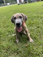 BLUE BRINDLE limited AKC, a male Great Dane for sale in Jackson, SC – 2 of 10