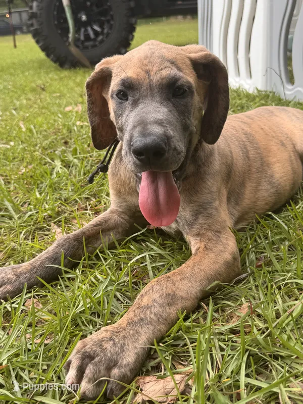 BLUE BRINDLE FULL AKC – Great Dane puppy for sale in Jackson, SC