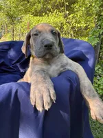 BLUE BRINDLE FULL AKC, a male Great Dane for sale in Jackson, SC – Photo 3 of 8