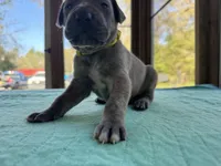 Yellow blue brindle  FULL AKC, a male Great Dane for sale in Jackson, SC – Photo 6 of 8