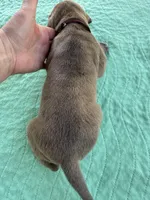 Burgandy Boy Blue Brindle , a male Great Dane for sale in Jackson, SC – Photo 5 of 8