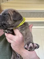 Yellow blue brindle  FULL AKC, a male Great Dane for sale in Jackson, SC – Photo 1 of 8