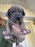 Burgandy Boy Blue Brindle , a male Great Dane for sale in Jackson, SC – Photo 2 of 8