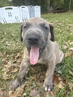 BLUE BRINDLE FULL AKC, a male Great Dane for sale in Jackson, SC – Photo 6 of 8