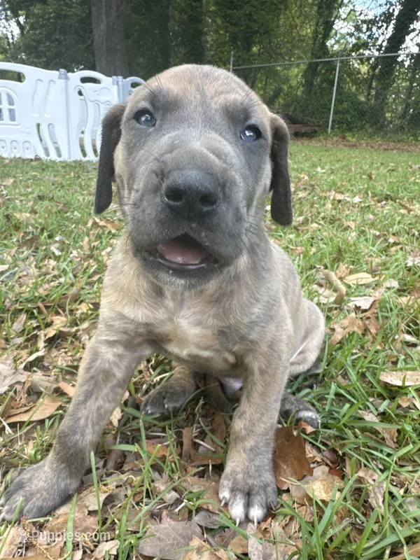Yellow blue brindle  FULL AKC – Great Dane puppy for sale in Jackson, SC