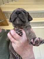 Yellow blue brindle  FULL AKC, a male Great Dane for sale in Jackson, SC – Photo 2 of 8