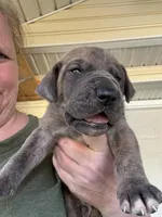 Yellow blue brindle  FULL AKC, a male Great Dane for sale in Jackson, SC – Photo 5 of 8