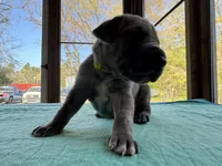 Yellow blue brindle  FULL AKC, a male Great Dane for sale in Jackson, SC – Photo 4 of 8