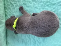 Lime green blue fawn, a male Great Dane for sale in Jackson, SC – Photo 5 of 5