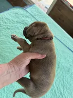 Burgandy Boy Blue Brindle , a male Great Dane for sale in Jackson, SC – Photo 4 of 8