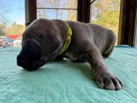 Yellow blue brindle  FULL AKC, a male Great Dane for sale in Jackson, SC – Photo 3 of 8