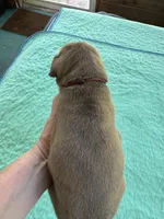 Burgandy Boy Blue Brindle , a male Great Dane for sale in Jackson, SC – Photo 6 of 8