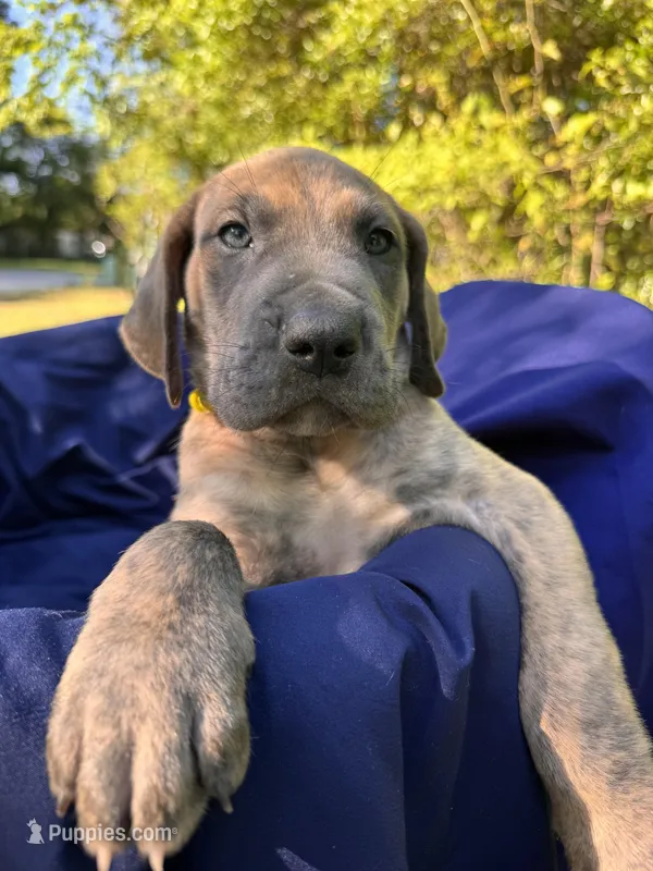Yellow blue brindle  FULL AKC – Great Dane puppy for sale in Jackson, SC