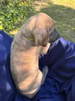 BLUE BRINDLE FULL AKC, a male Great Dane for sale in Jackson, SC – Photo 5 of 8