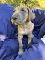 BLUE BRINDLE FULL AKC, a male Great Dane for sale in Jackson, SC – Photo 2 of 8