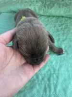 Lime green blue fawn, a male Great Dane for sale in Jackson, SC – Photo 1 of 5