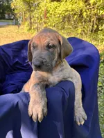 BLUE BRINDLE FULL AKC, a male Great Dane for sale in Jackson, SC – Photo 4 of 8
