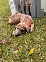 BLUE BRINDLE limited AKC, a male Great Dane for sale in Jackson, SC – 4 of 10