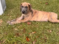BLUE BRINDLE limited AKC, a male Great Dane for sale in Jackson, SC – 4 of 9
