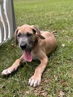 BLUE FAWN Limited l AKC, a male Great Dane for sale in Jackson, SC – 3 of 8