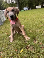 BLUE BRINDLE limited AKC, a male Great Dane for sale in Jackson, SC – 7 of 10