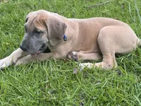 BLUE FAWN  Limited AKC, a male Great Dane for sale in Jackson, SC – 7 of 10