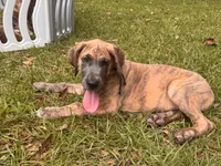 BLUE BRINDLE limited AKC, a male Great Dane for sale in Jackson, SC – 2 of 9