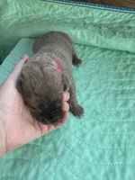 Dark Pink Blue Brindle female, a female Great Dane for sale in Jackson, SC – Photo 5 of 6