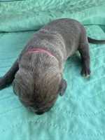 Dark Pink Blue Brindle female, a female Great Dane for sale in Jackson, SC – Photo 4 of 6