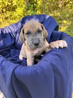BLUE FAWN  FULL AKC, a male Great Dane for sale in Jackson, SC – Photo 4 of 9