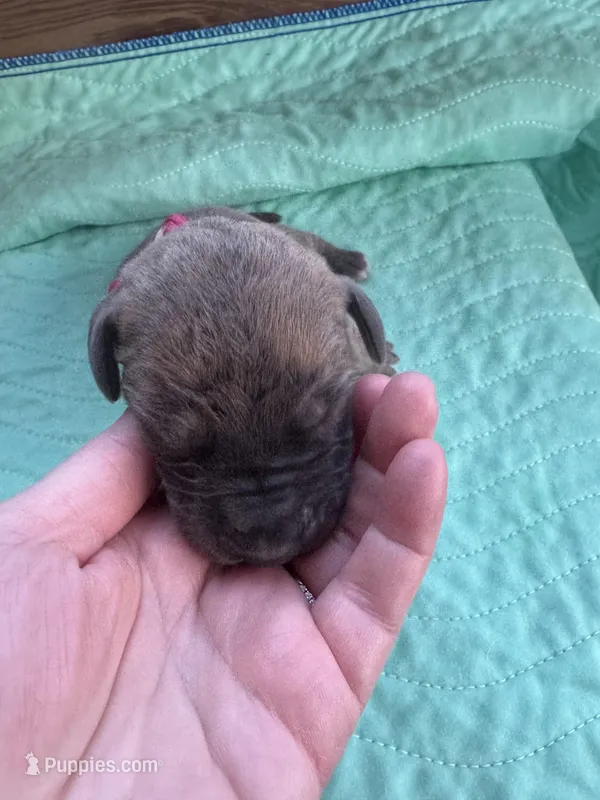 Dark Pink Blue Brindle female – Great Dane puppy for sale in Jackson, SC